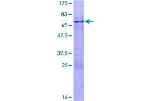Image no. 1 for Nuclear Transcription Factor Y, alpha (NFYA) (AA 1-347) protein (GST tag) (ABIN1312515)