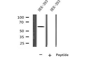 Western blot analysis on HEK-293 cell lysate using FBXW7 Antibody (FBXW7 anticorps)