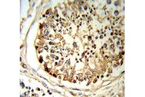 TPA antibody IHC analysis in formalin fixed and paraffin embedded human testis tissue.