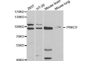 Western blot analysis of extracts of various cell lines, using PRKCE antibody. (PKC epsilon anticorps  (AA 488-737))