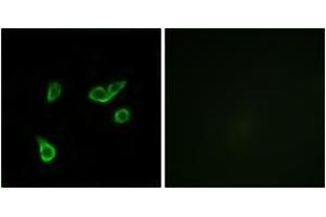 Immunofluorescence (IF) image for anti-G Protein-Coupled Receptor 35 (GPR35) (AA 51-100) antibody (ABIN2890874) (GPR35 anticorps  (AA 51-100))