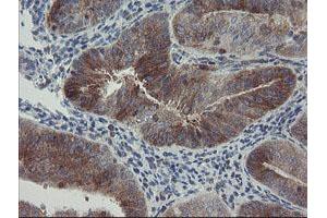 Image no. 2 for anti-C-Type Lectin Domain Family 4, Member E (CLEC4E) antibody (ABIN1497530)