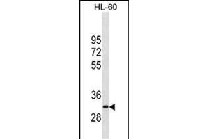 P26 Antibody (Center) (ABIN1881547 and ABIN2838850) western blot analysis in HL-60 cell line lysates (35 μg/lane). (MMP26 anticorps  (AA 96-125))