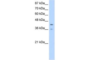 Western Blotting (WB) image for anti-Poly(rC) Binding Protein 4 (PCBP4) antibody (ABIN2462287) (PCBP4 anticorps)