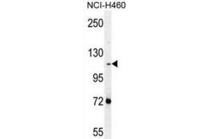 Western Blotting (WB) image for anti-Protocadherin alpha Subfamily C, 2 (PCDHAC2) antibody (ABIN2996555) (PCDHAC2 anticorps)