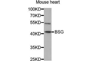 Western Blotting (WB) image for anti-Basigin (Ok Blood Group) (BSG) (AA 30-200) antibody (ABIN1512647) (CD147 anticorps  (AA 30-200))