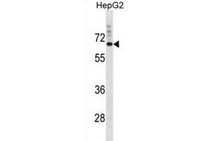 SVOP Antibody (N-term) (ABIN1881859 and ABIN2839025) western blot analysis in HepG2 cell line lysates (35 μg/lane). (SVOP anticorps  (N-Term))