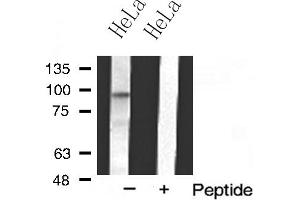 Western blot analysis of MKL1 expression in HeLa cell extract (MKL1 anticorps  (N-Term))
