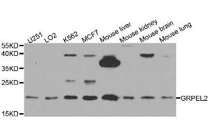 Western blot analysis of extracts of various cell lines, using GRPEL2 antibody. (GRPEL2 anticorps  (AA 33-225))