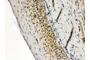 Anti- RAG2 Picoband antibody, IHC(P) IHC(P): Human Tonsil Tissue