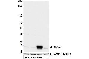 Western Blotting (WB) image for anti-HRas proto-oncogene, GTPase (HRAS) (AA 50-100) antibody (ABIN7795746)