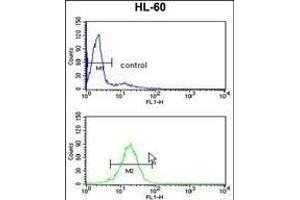 TBP Antibody (Center) (ABIN390631 and ABIN2840935) flow cytometry analysis of HL-60 cells (bottom histogram) compared to a negative control cell (top histogram). (TBP anticorps  (AA 210-239))