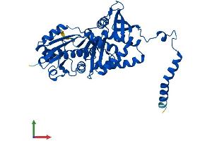 AlphaFold protein structure predicition of Mouse Recombinant Ass1 Protein, UniprotID P16460