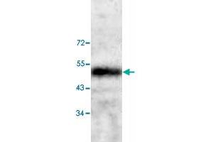 Western blot analysis of human fetal heart tissue lysate with CNN3 polyclonal antibody  at 1:200 dilution. (CNN3 anticorps)