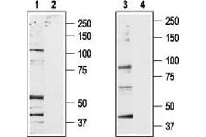 Western blot analysis of rat brain membrane (lanes 1 and 2) and RBL lysates (lanes 3 and 4): - 1,3.