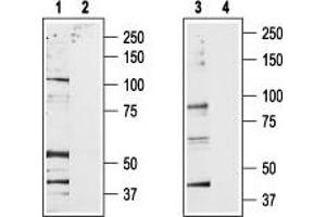 Western blot analysis of rat brain membrane (lanes 1 and 2) and RBL lysates (lanes 3 and 4): - 1,3. (TRPV2 anticorps  (C-Term, Intracellular))