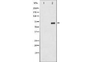 Western blot analysis of p70 S6 Kinase phosphorylation expression in serum treated 293 whole cell lysates,The lane on the left is treated with the antigen-specific peptide. (RPS6KB1 anticorps  (pSer424))