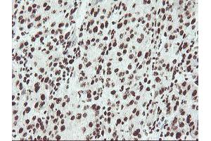 Image no. 10 for anti-Non-POU Domain Containing, Octamer-Binding (NONO) (AA 184-385) antibody (ABIN1491073) (NONO anticorps  (AA 184-385))