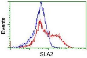 Image no. 9 for anti-Src-like-adaptor 2 (SLA2) antibody (ABIN1500948) (SLAP2 anticorps)