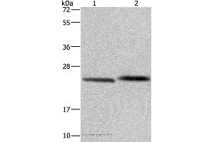 Western blot analysis of Human prostate tissue and Raji cell, using GLO1 Polyclonal Antibody at dilution of 1:400 (GLO1 anticorps)
