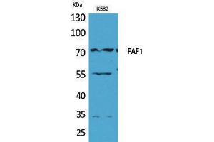 Western Blotting (WB) image for anti-Fas (TNFRSF6) Associated Factor 1 (FAF1) (Internal Region) antibody (ABIN3187693) (FAF1 anticorps  (Internal Region))