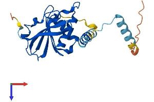AlphaFold protein structure predicition of Human Recombinant SERHL Protein, UniprotID Q9NQF3