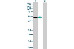 Western Blot analysis of SLC37A3 expression in transfected 293T cell line by SLC37A3 MaxPab polyclonal antibody. (SLC37A3 anticorps  (AA 1-494))