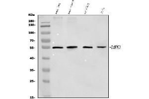 Western blot analysis of ZIP Kinase/Dapk3 using anti-ZIP Kinase/Dapk3 antibody (ABIN7601147).