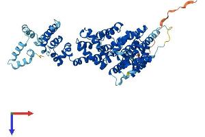 AlphaFold protein structure predicition of Mouse Recombinant Nelfb Protein, UniprotID Q8C4Y3