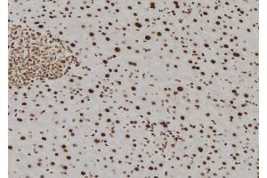 ABIN6277829 at 1/100 staining Mouse liver tissue by IHC-P.