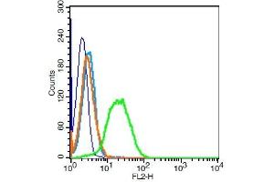 Human Jurkat cells probed with TRAF3 Polyclonal Antibody, Unconjugated  at 0.