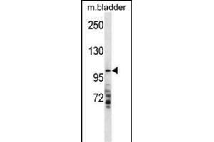 TRSS7 Antibody (N-term) (ABIN657793 and ABIN2846766) western blot analysis in mouse bladder tissue lysates (35 μg/lane). (TMPRSS7 anticorps  (N-Term))