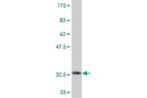 Western Blot detection against Immunogen (32.