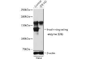 Western blot analysis of extracts from normal (control) and Insulin-degrading enzyme (Insulin-degrading enzyme (IDE)) knockout (KO) HeLa cells, using Insulin-degrading enzyme (Insulin-degrading enzyme (IDE)) antibody (ABIN3022284, ABIN3022285, ABIN3022286 and ABIN1513057) at 1:1000 dilution.