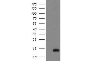 Western Blotting (WB) image for anti-NADH Dehydrogenase (Ubiquinone) 1 alpha Subcomplex, 7, 14.5kDa (NDUFA7) antibody (ABIN1499658) (NDUFA7 anticorps)