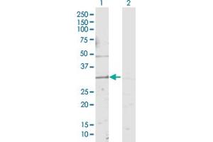 Western Blot analysis of KCNMB4 expression in transfected 293T cell line by KCNMB4 MaxPab polyclonal antibody.