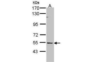 Figure 2. (BAIAP2L1 anticorps  (AA 1-226))