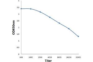 anti-e3F (AA 112-210) antibody