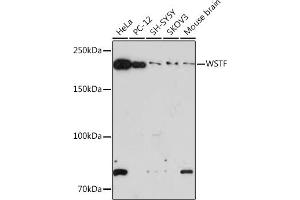Western blot analysis of extracts of various cell lines, using WSTF Rabbit mAb (ABIN7265935) at 1:1000 dilution. (BAZ1B anticorps)