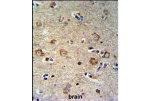 SETD6 Antibody IHC analysis in formalin fixed and paraffin embedded brain tissue followed by peroxidase conjugation of the secondary antibody and DAB staining. (SETD6 anticorps  (C-Term))