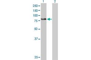 Western Blot analysis of ZBTB39 expression in transfected 293T cell line by ZBTB39 MaxPab polyclonal antibody. (ZBTB39 anticorps  (AA 1-712))