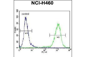 Flow cytometric analysis of NCI-H460 cells (right histogram) compared to a negative control cell (left histogram). (MIER2 anticorps  (N-Term))