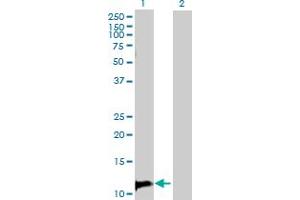 Western Blot analysis of TANK expression in transfected 293T cell line by TANK MaxPab polyclonal antibody. (TANK anticorps  (AA 1-119))