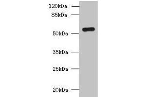 Western blot All lanes: SLC38A2 antibody at 1. (SLC38A2 anticorps  (AA 1-76))