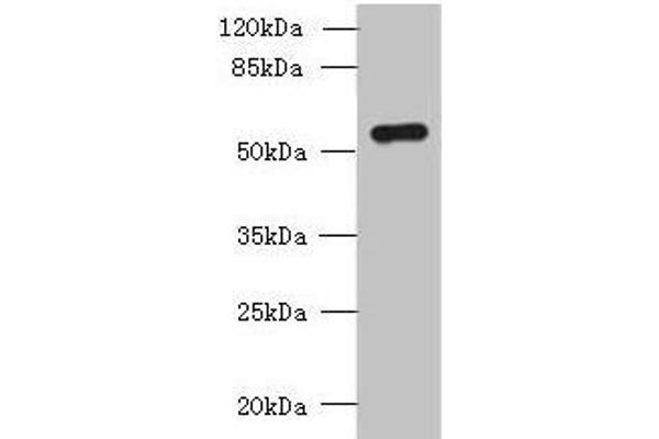 SLC38A2 抗体  (AA 1-76)