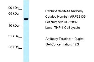 Western Blotting (WB) image for anti-Sorting Nexin 4 (SNX4) (C-Term) antibody (ABIN2789032) (Sorting Nexin 4 anticorps  (C-Term))