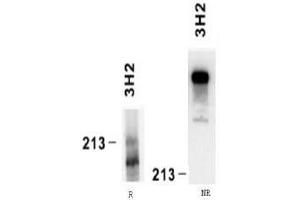 Western Blotting (WB) image for anti-Laminin, alpha 4 (LAMa4) antibody (ABIN781769) (LAMa4 anticorps)