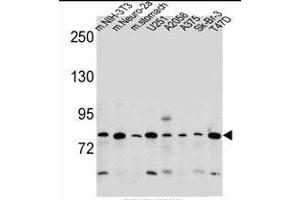 DCBLD2 Antibody (C-term) (ABIN657748 and ABIN2846732) western blot analysis in mouse NIH-3T3,Neuro-2a cell line and mouse stomach tissue and ,,,Sk-Br-3,T47D cell line lysates (35 μg/lane). (DCBLD2 anticorps  (C-Term))