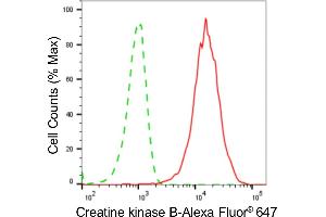 Flow cytometric analysis of Creatine kinase B expression in HeLa cells using Creatine kinase B antibody (ABIN7798162), 1:2,000). (Recombinant CKB anticorps)