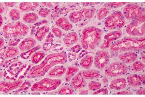 B06223 (5µg/ml) staining of paraffin embedded Human Kidney.